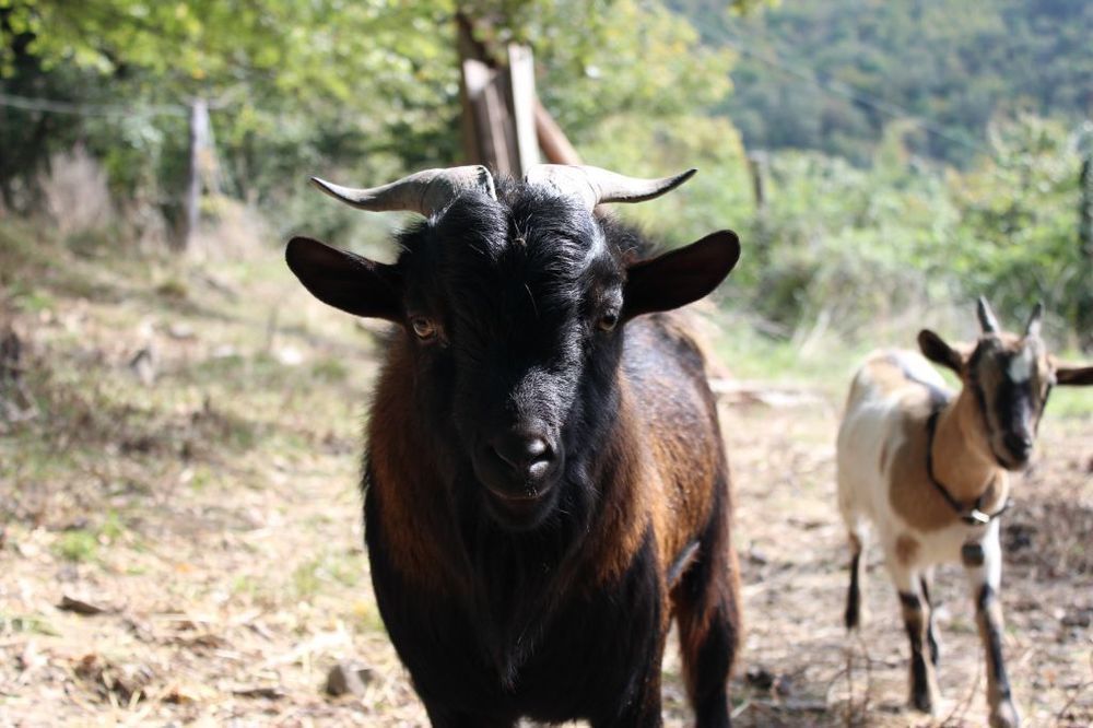 Agriturismo Casentino - Fattoria Ventrina Martina 外观 照片